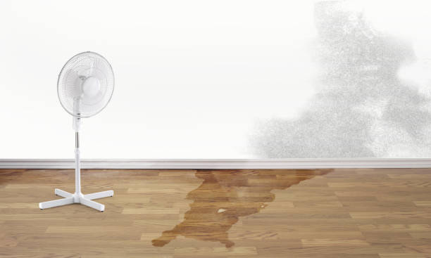 Best Flood damage cleanup  in Terra Alta, WV